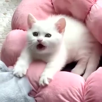 😻 So cute 😻 You must see that! - 😻 #shorts