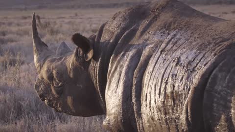 Black Rhinos prefer their own company