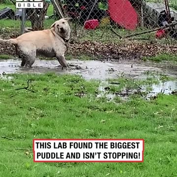 Mom on zoom meeting can't stop lab from puddle splashing 😂