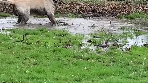 Mom on zoom meeting can't stop lab from puddle splashing 😂