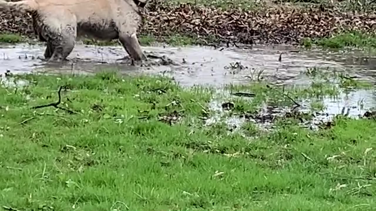 Mom on zoom meeting can't stop lab from puddle splashing 😂