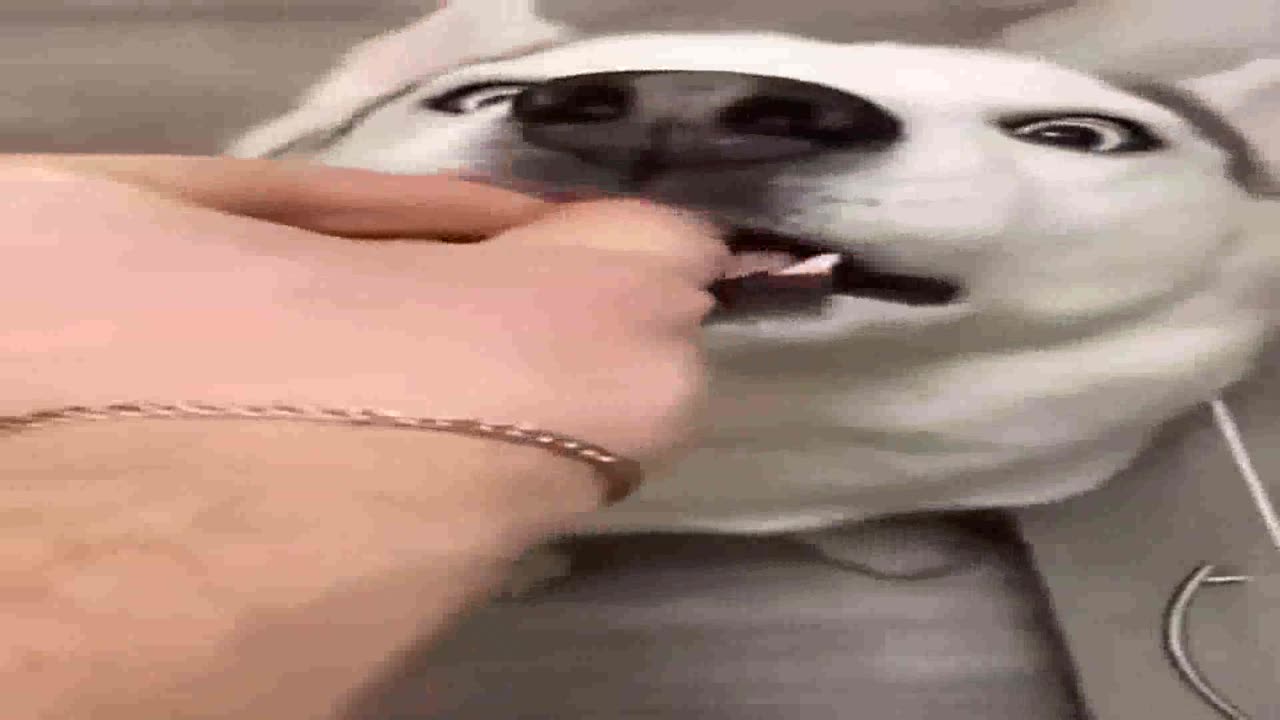 Funny Animals 02