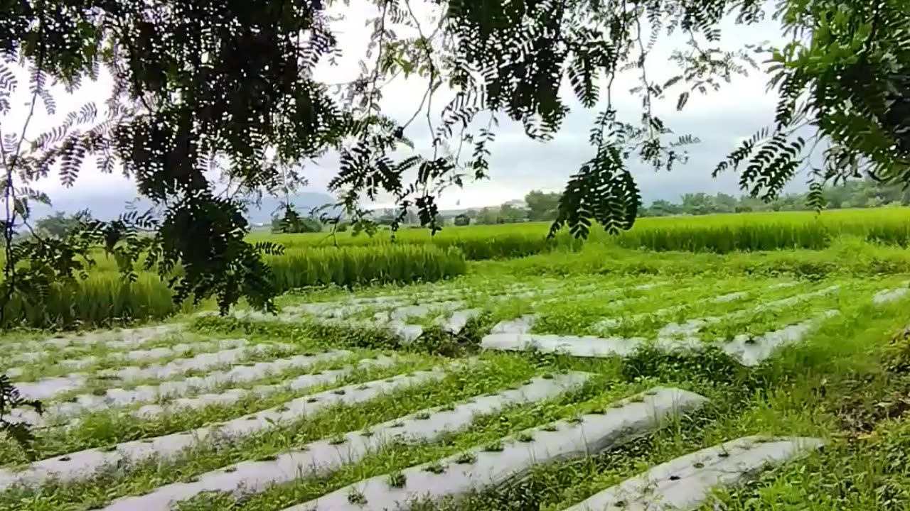 Sawah