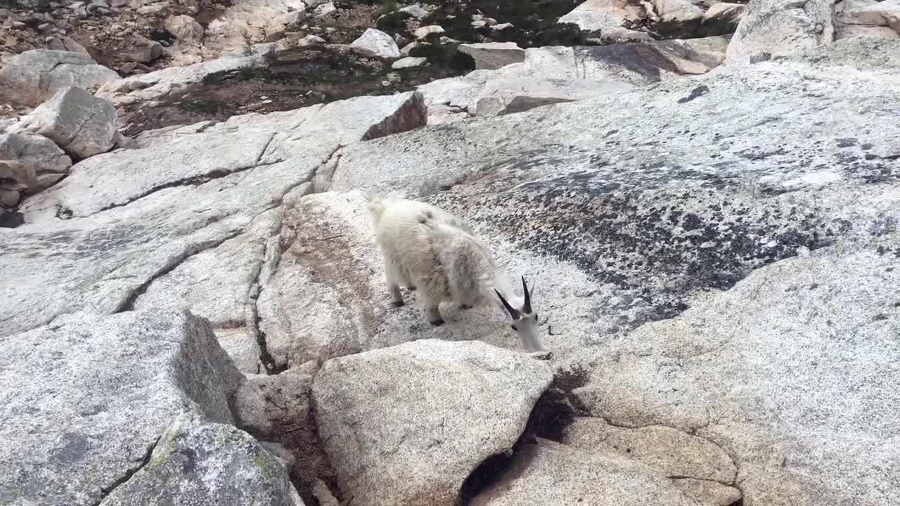 Mountain Goats at Washington Pass