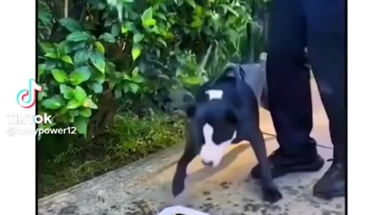động vật funny phần 25