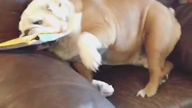 Gerald the Bulldog wants a job with UPS