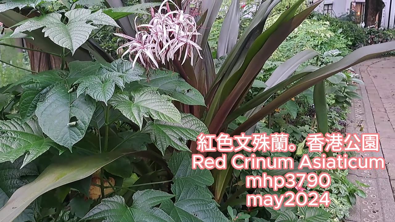 #紅色文殊蘭。#香港公園 Red Crinum Asiaticum