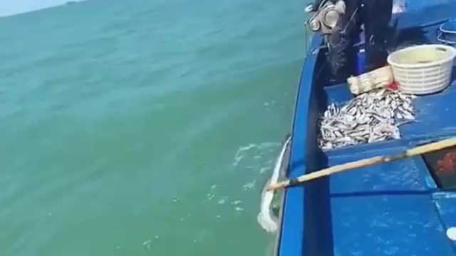 Swimming fish on top of beach