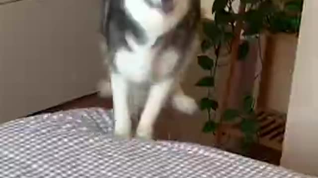 Cute and funny dog videos compilations