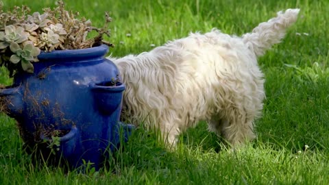 a collection of cute dog videos that can make you fall in love even more