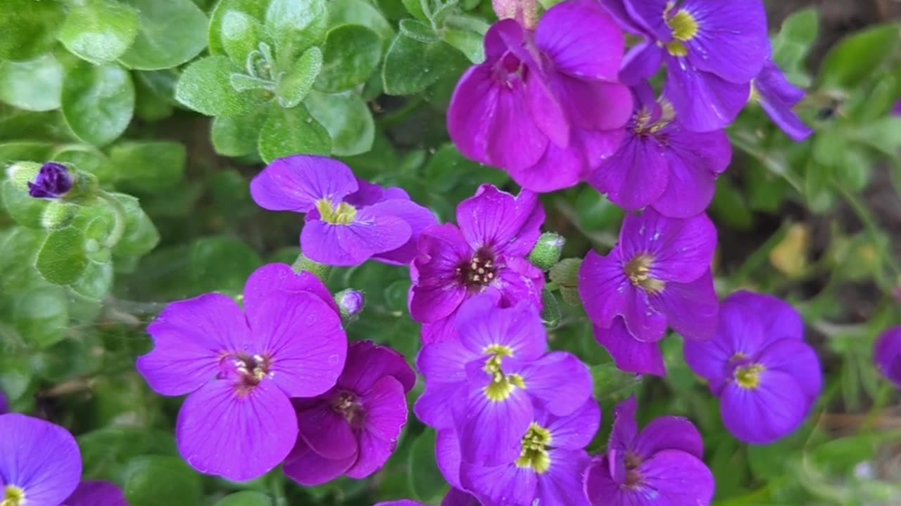 Purple rock cress