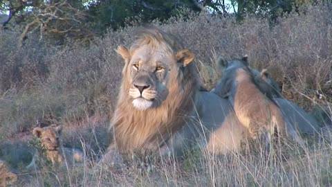 Male lion playing with cubs at Shamwari