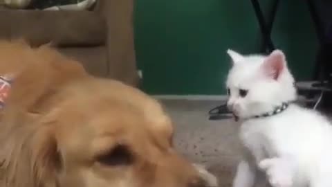 Funny animal videos|Cute animal videos |Funny dog&cat videos|Hilarious pet videos|Funny video