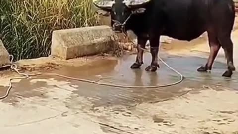 Funny Cats and Dogs