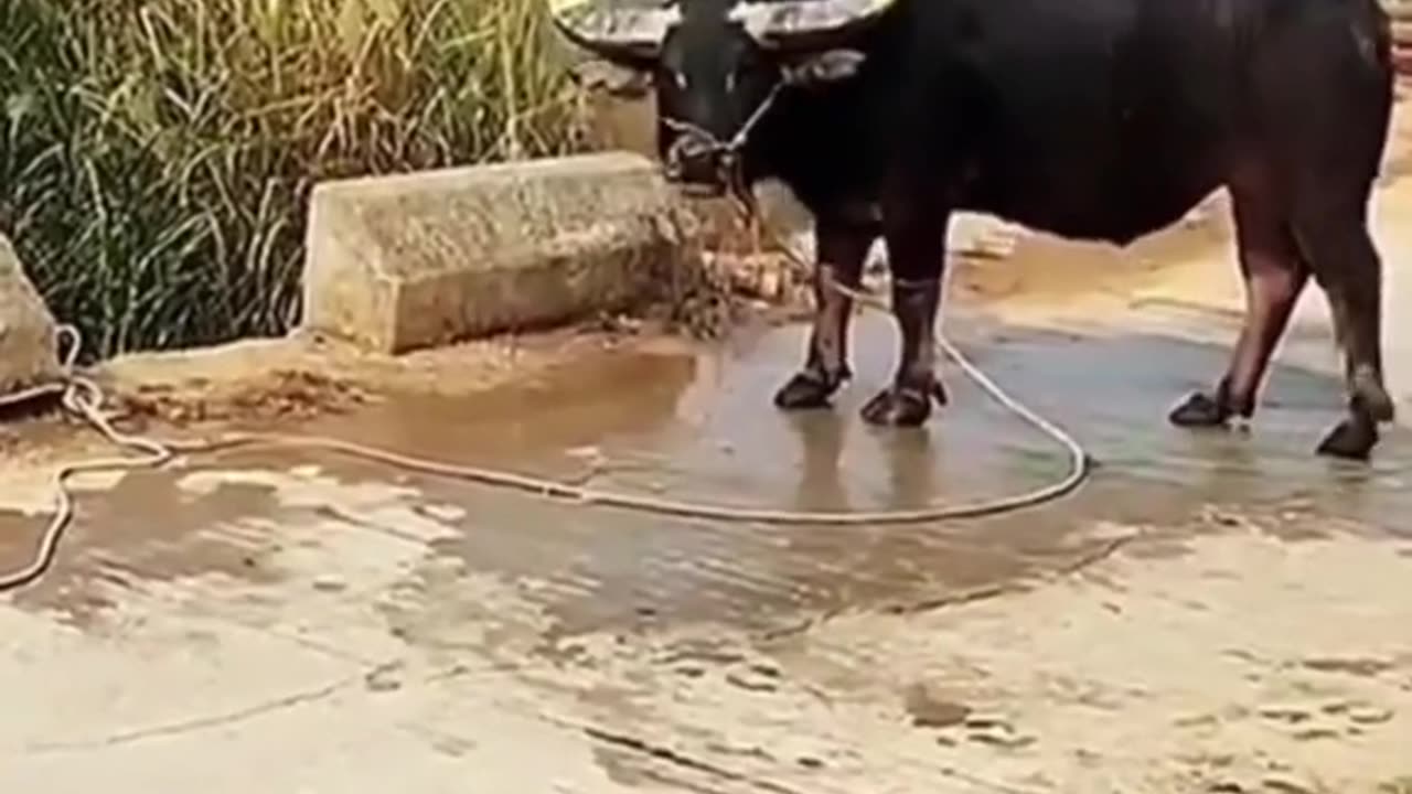 Funny Cats and Dogs
