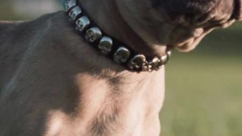 Number one dog breed in the world