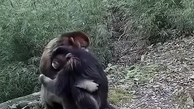 Monkey cry like a baby and his mother