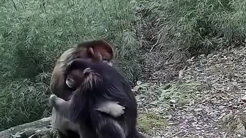 Monkey cry like a baby and his mother