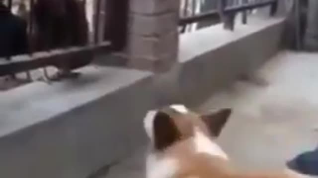 Dog vs Chicken fight