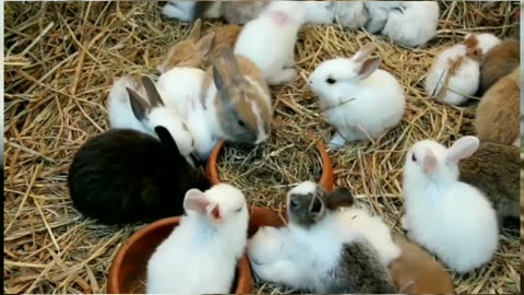 Funny cats, puppies, cute bunny's videos for everyone