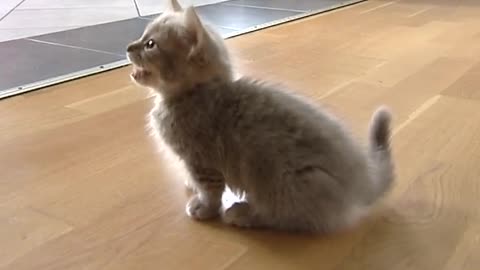 Cute munchkin baby kitten talks too much