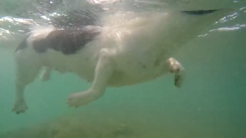 Dog Swim