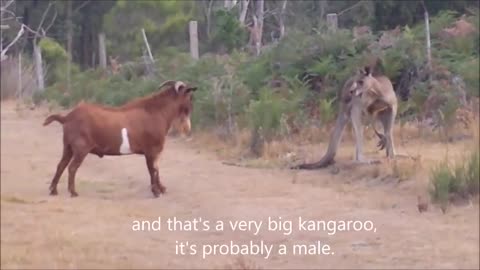 Kangaroo fighting with an unusual partner...