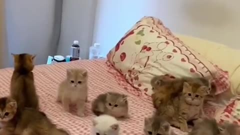 Baby cat 🐈
