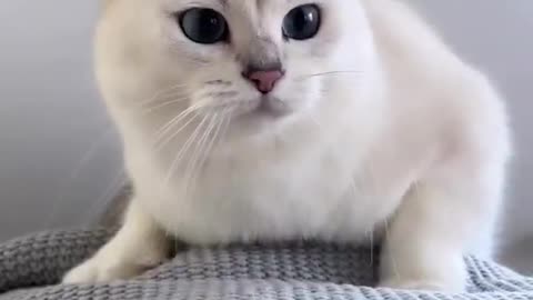 OMG So Cute ♥ Best Funny Cat Videos