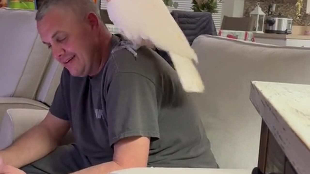 Imagine having this parrot living with you