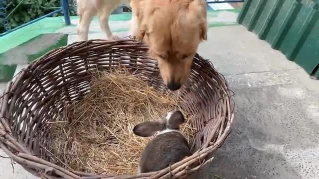 Gentle Golden Retriever Meets A Bunny For The First Time