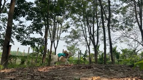 CUTIS & Goats Enlisted Harvesting Fruit To Make Smoothies