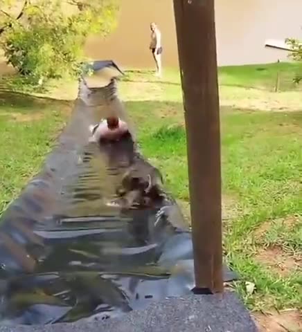 Aww, poor dog, he was only trying to help!