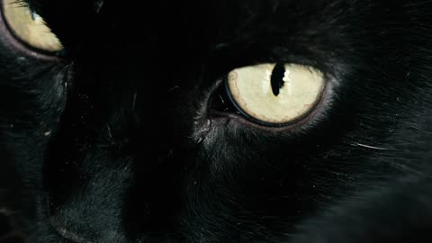 Black Cat