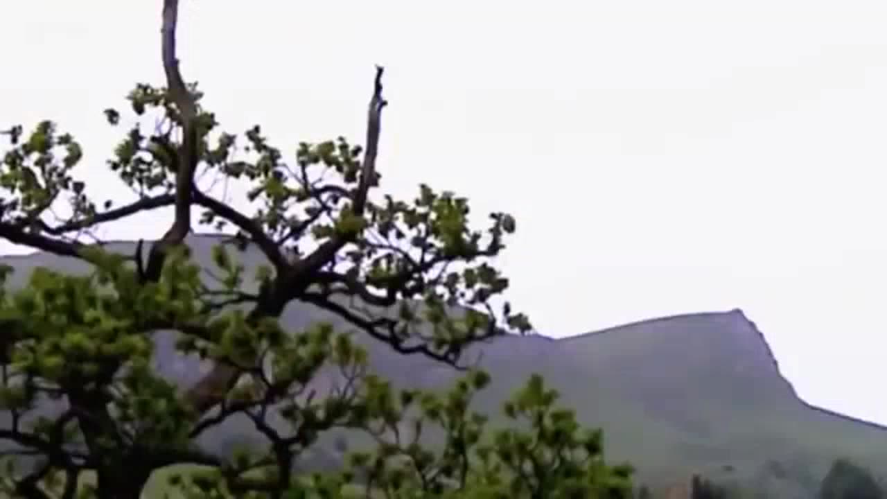 Tajemstvi ľidského obra cz dabing
