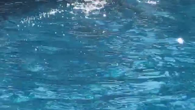 Lizard Surprises Hotel Guests as It Joins Them for a Swim