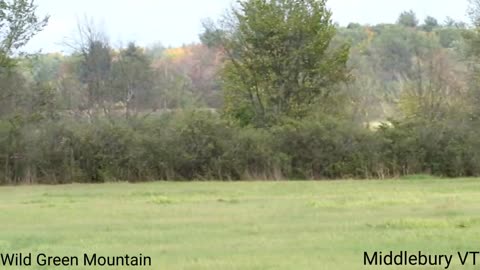 Harrier Chasing Crow - Middlebury VT