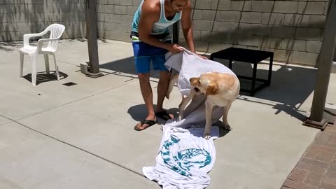 Special Dog training Experience|learn more about dogs