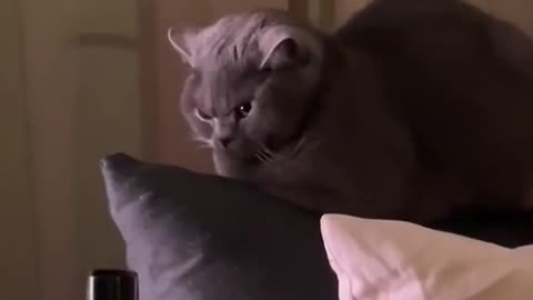 Funny and Cute Cats Video #111