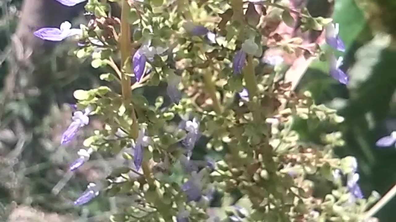 Animal flowers universe.