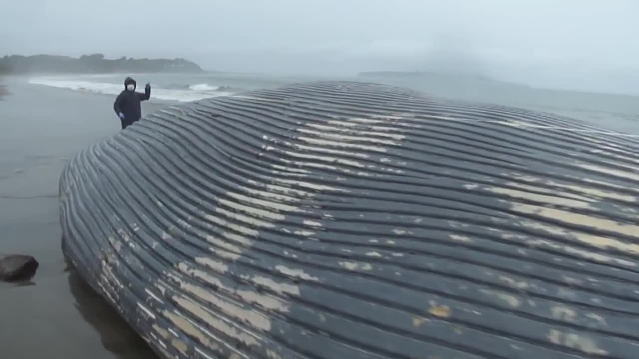 ballena azul varada en el sur de chile