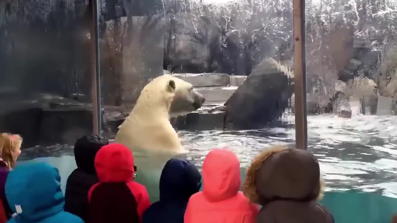 Pets are the man's best friend, try not to Laugh challenge
