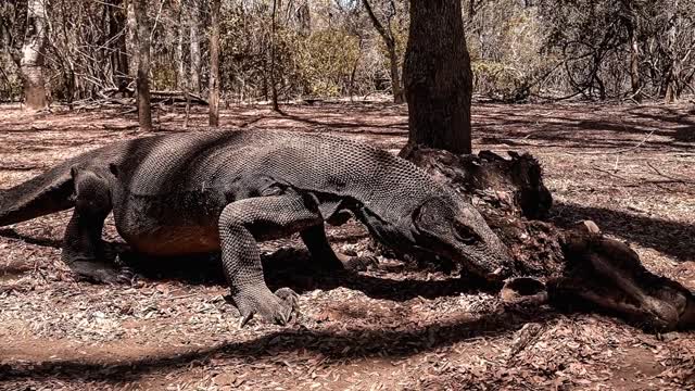 Jaguar vs Komodo clash