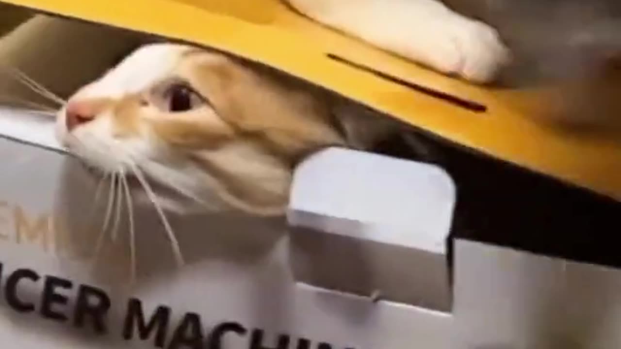 Funny animals video