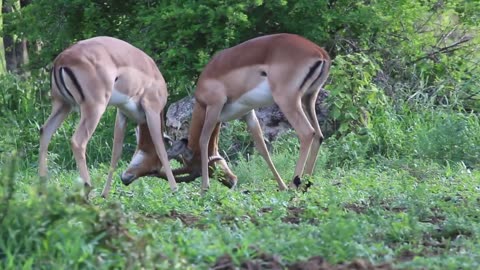 Kruger National Park Sightings - Impala Rams Fighting