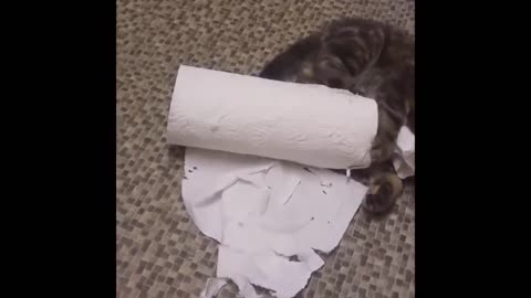 Cats Who DESTROY (A compilation)