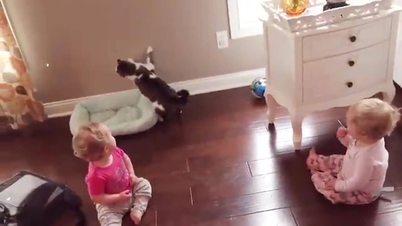 Baby_cat_fun_and cute baby(funny baby video)