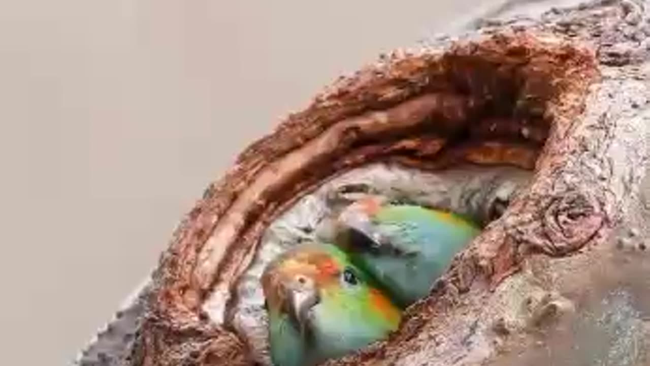 Birds in their nest