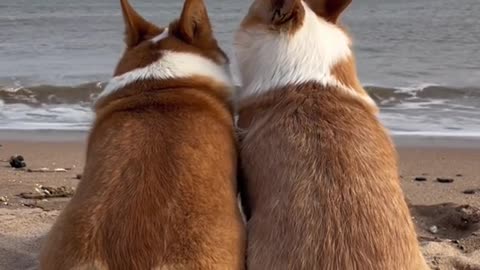 Me and my corgi