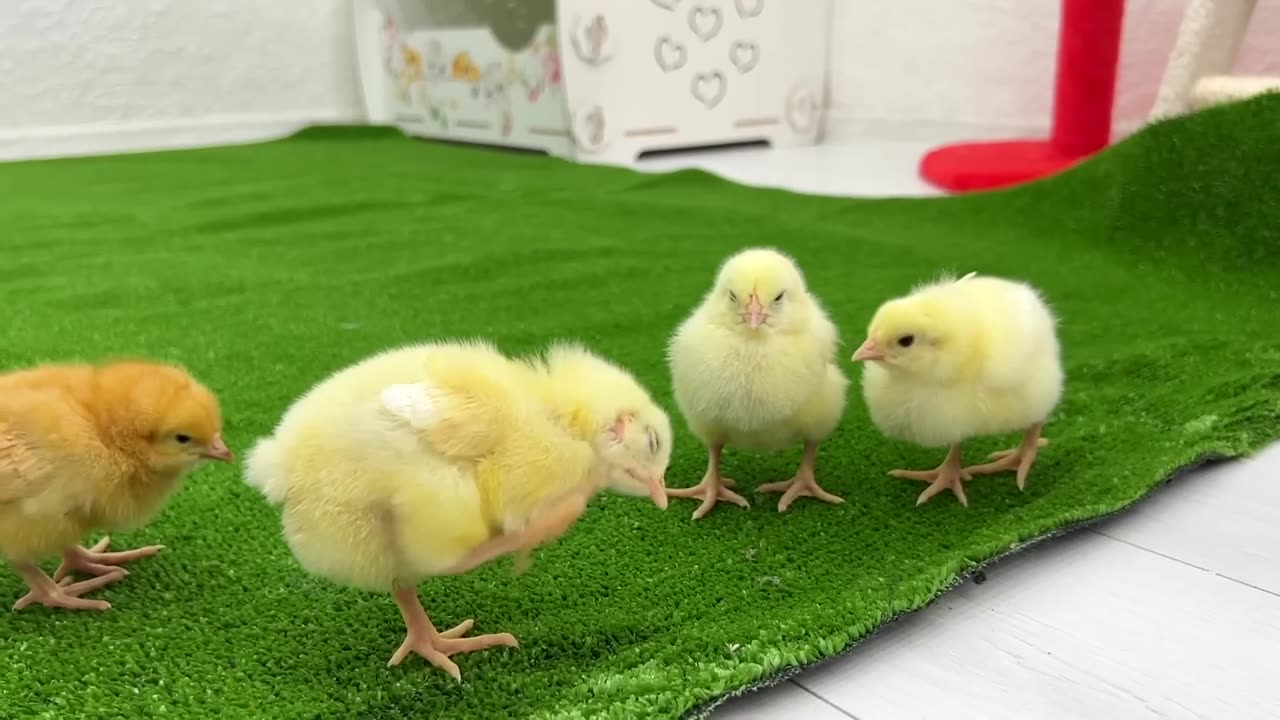 Cute and funny 🤣 Kitten offers to be friends with the chickens